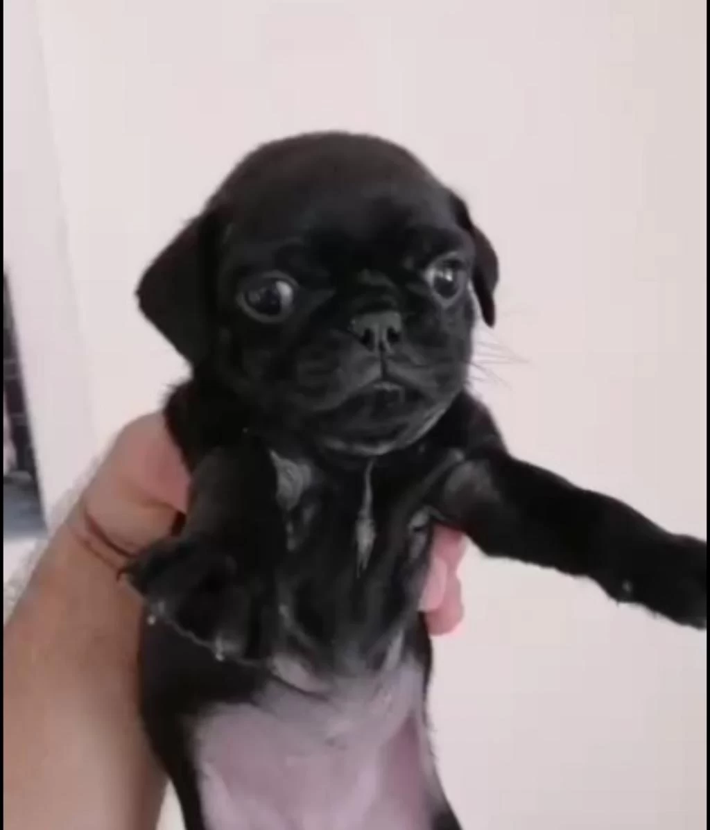 Pug Yavrularimiz İrk Ve Sağlık Garantili