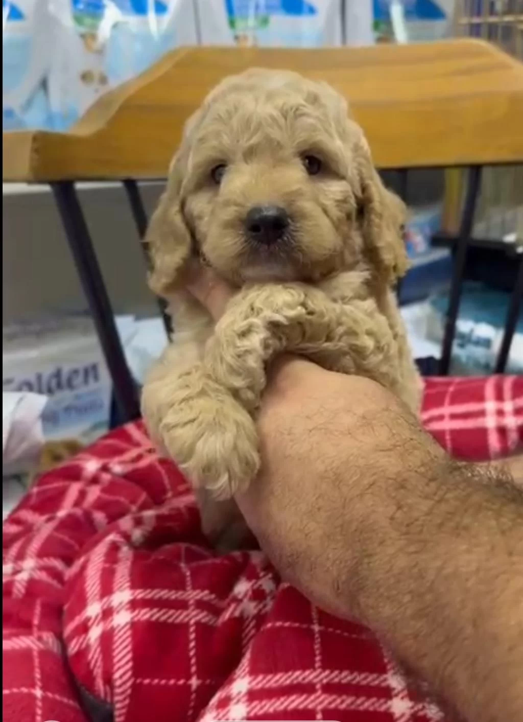 Maltipoo Yavrularimiz İrk Ve Sağlık Garantili