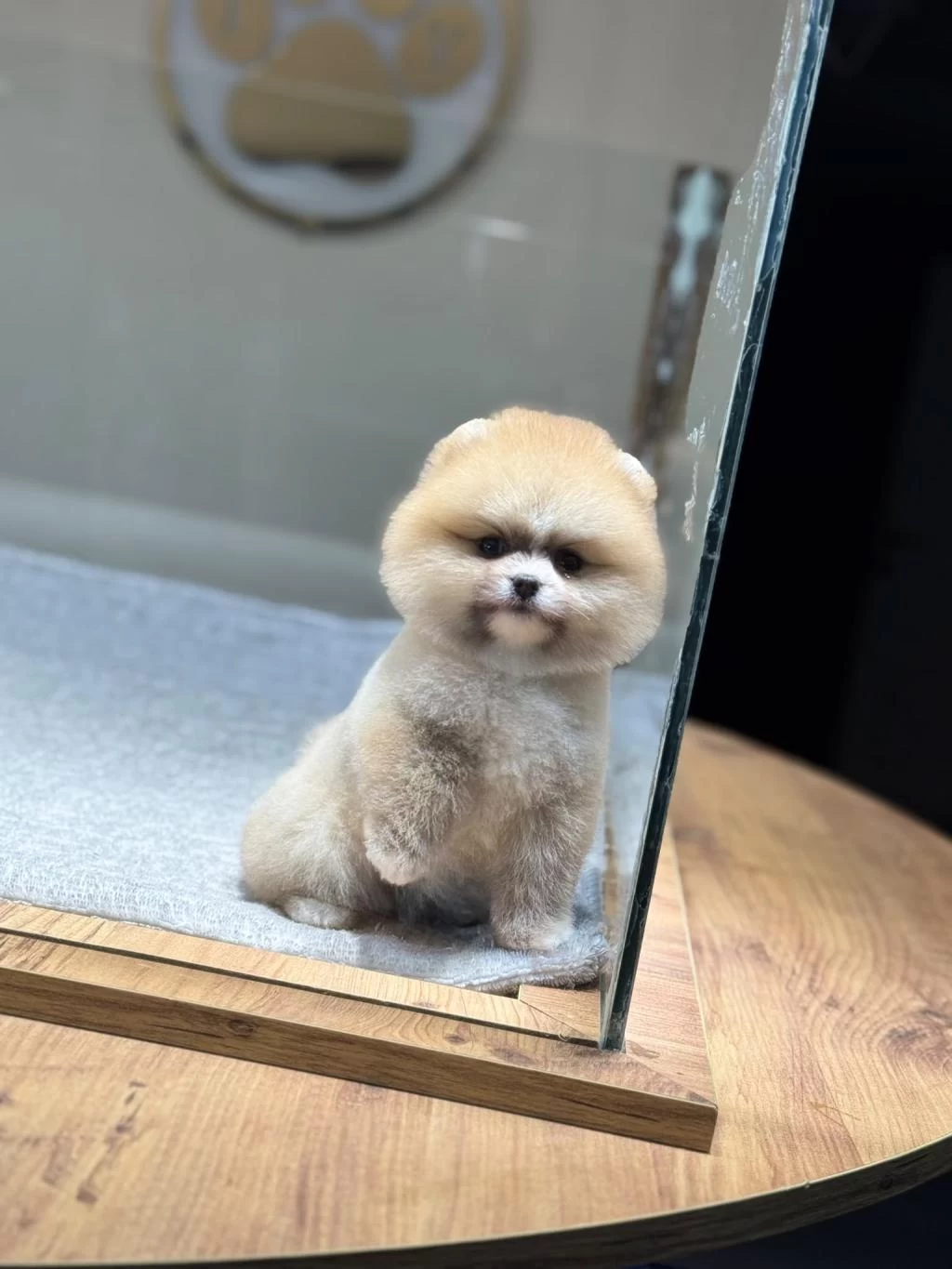 Sağlik Ve İrk Garantili Pomeranian