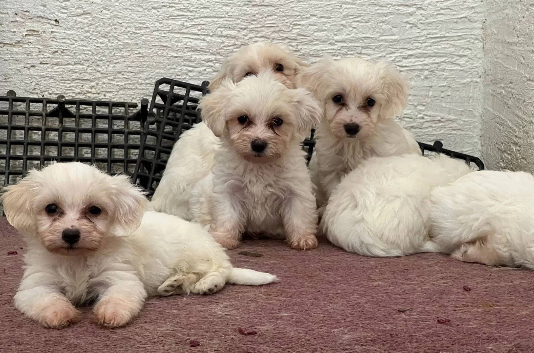 Beyaz Terrier Yavrularımız