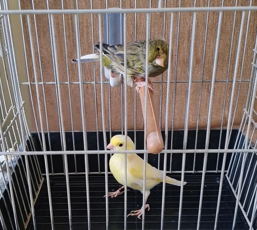 Harz Roller Eş Ötüm Kanaryalari (safkan)