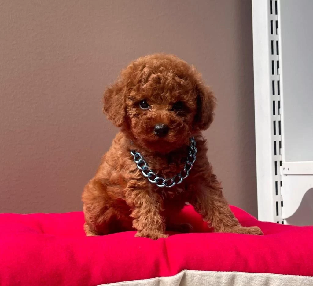 Safkan Toy Poodle Yavrularımız