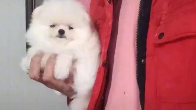 Kat Betaz Ayı Surat Pomeranian