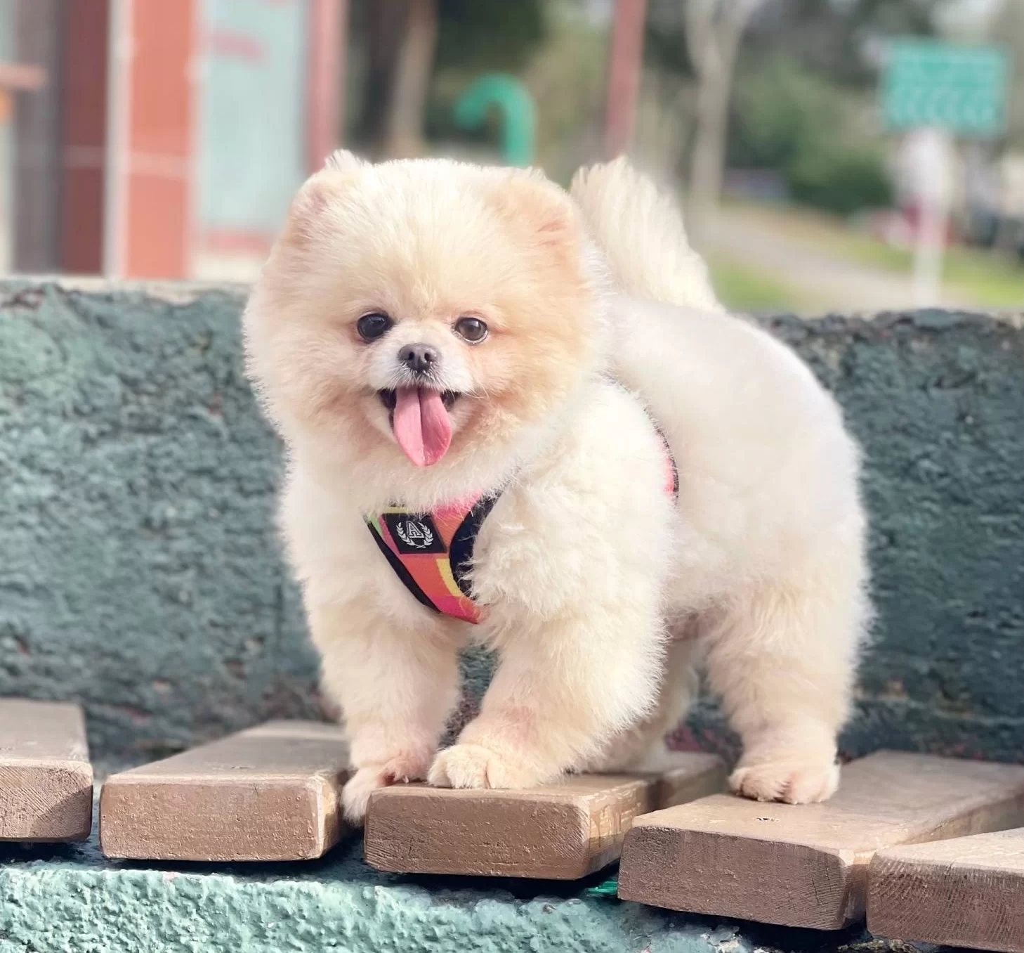 Pomeranian Boo Ayicik Tip Irk Garantili Aşılar Tam Egitimli