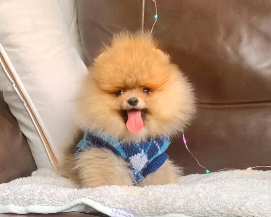 Pomeranian Boo Irk Ve Sağlık Garantili Tuvalet Eğitimli