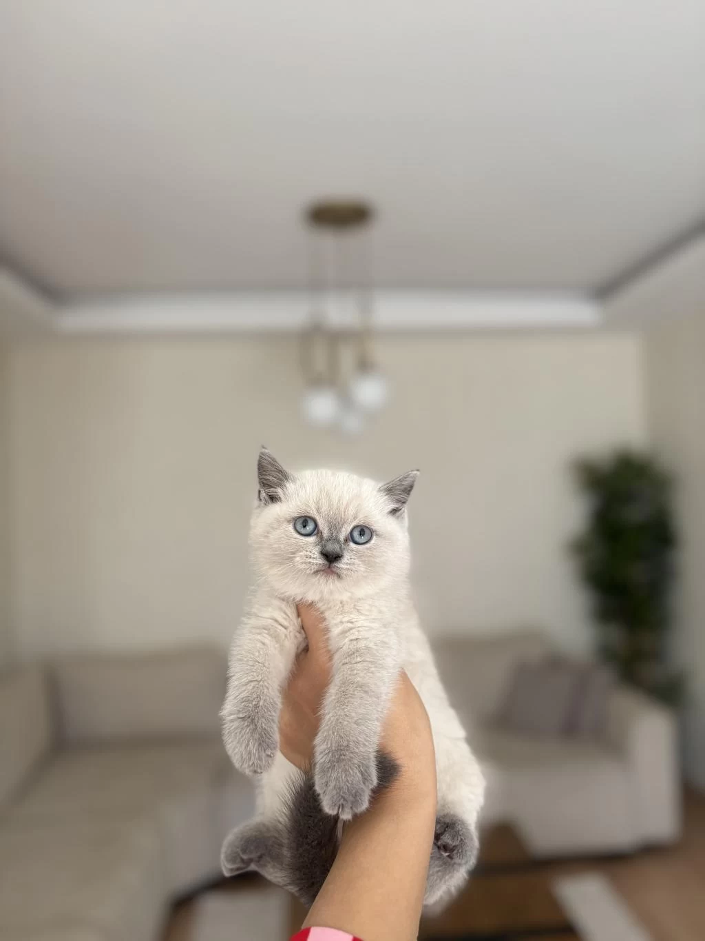 British Shorthair Blue Point Yavrularim