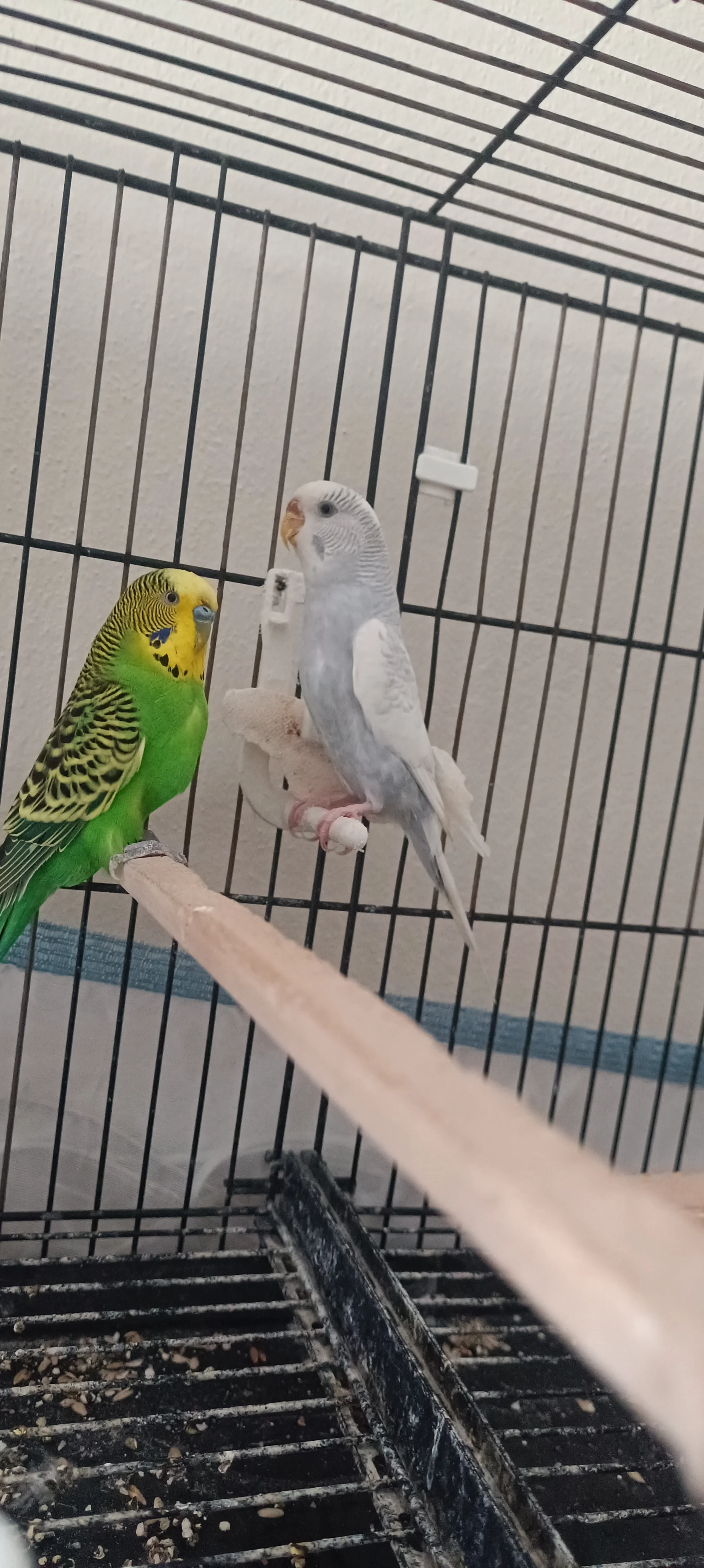 Muhabbet kuşu yeni eşleme