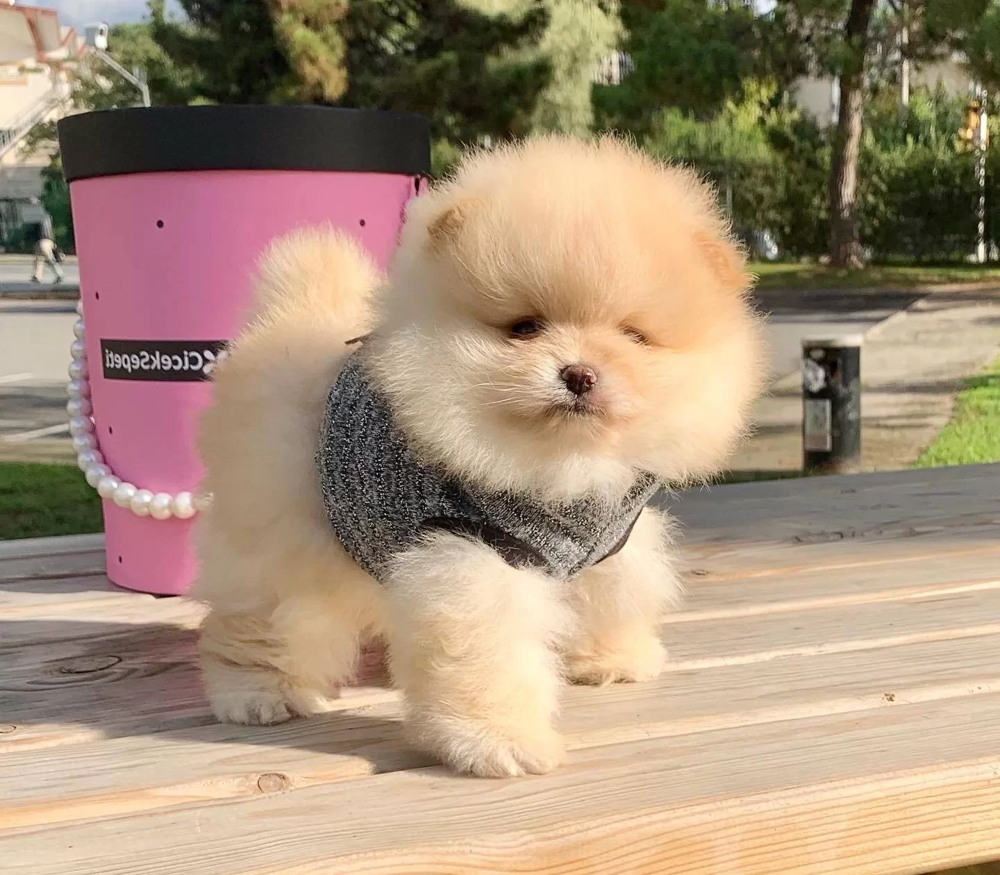 Pomeranian Boo Safkan Ayicik Surat Yavrularımız