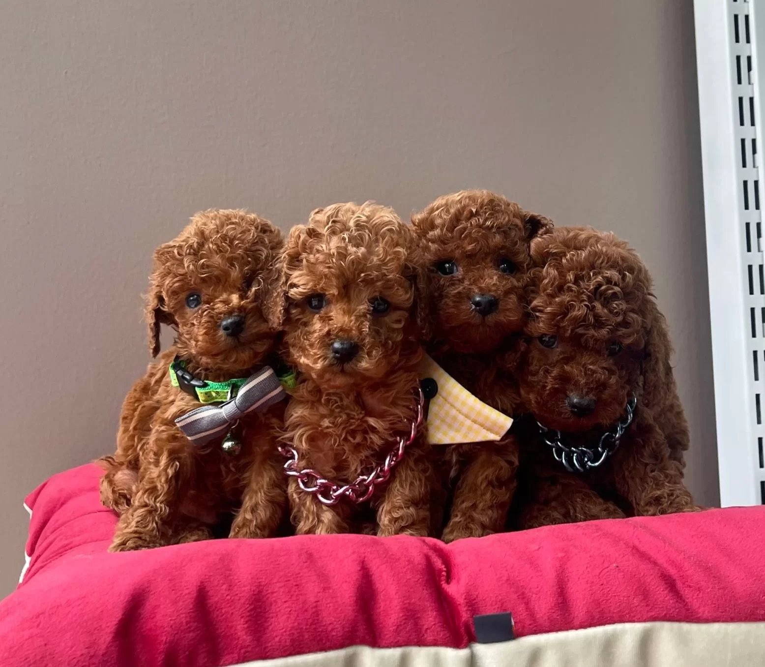 Toy Poodle Red Brown Safkan Belgeli Egitimli Yavrularımız