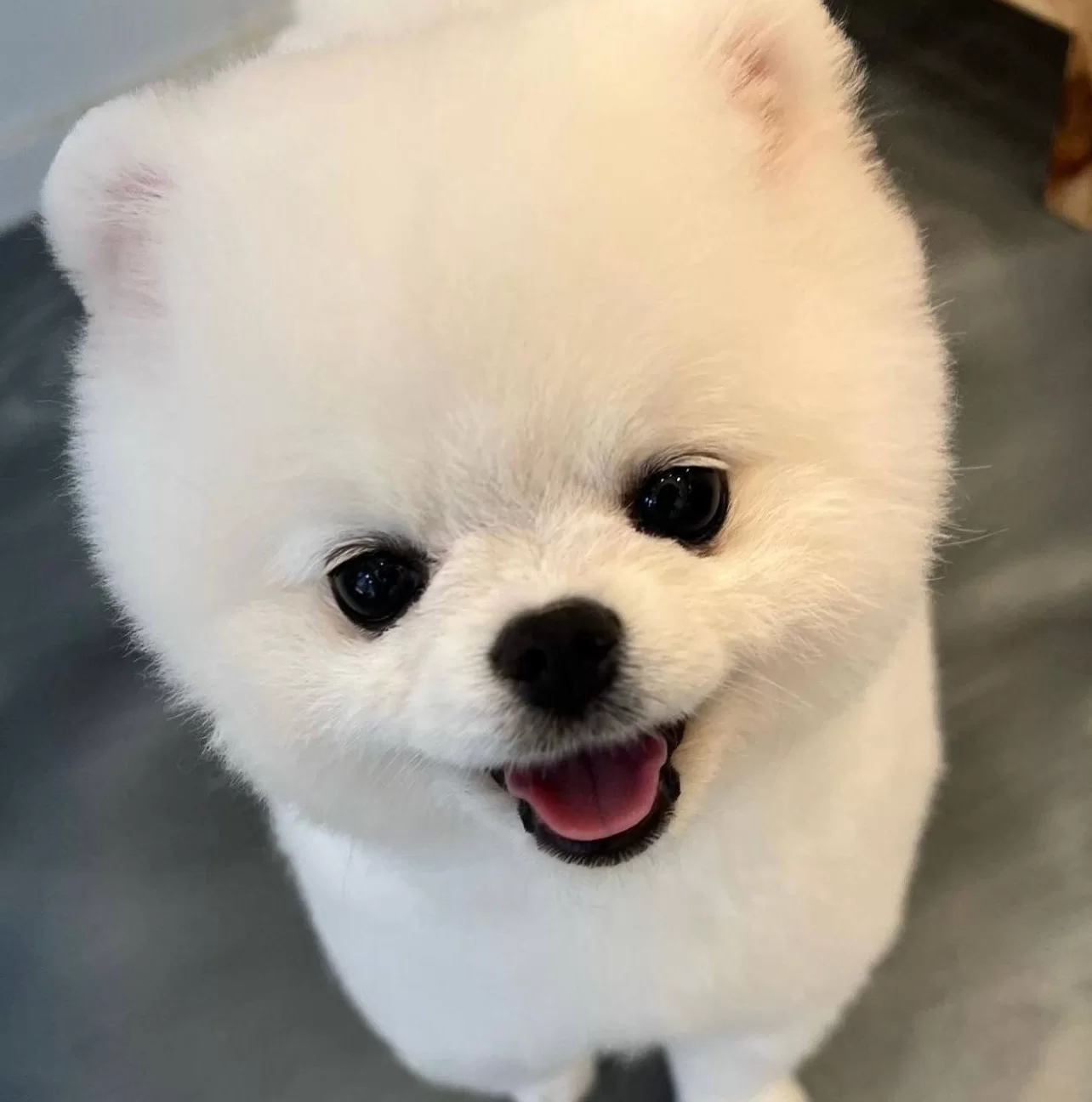 Pomeranian Boo Teddy Bear Aşıları Tam Safkan