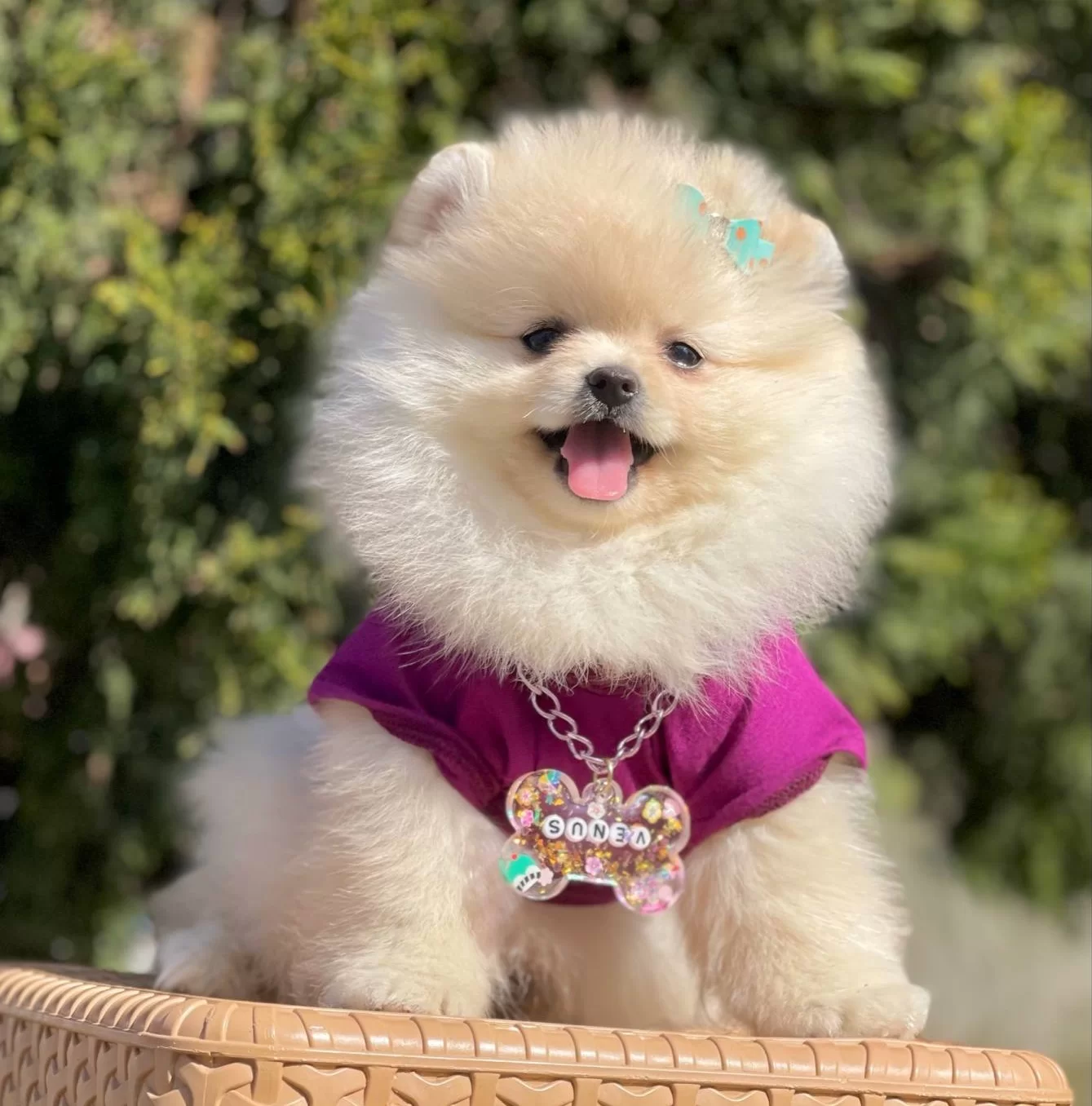 Pomeranian Boo Ayicik Surat Yavrularımız