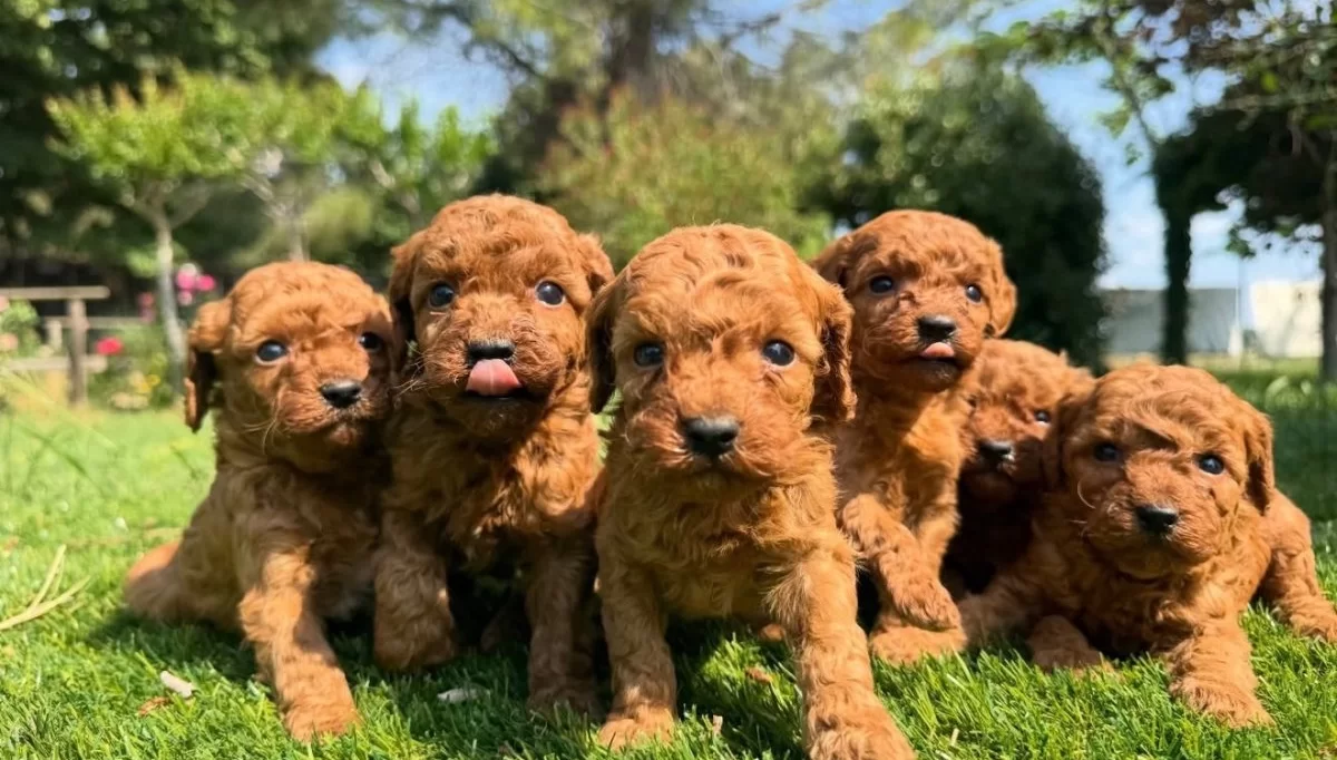 Toy Poodle Kardeşler Yeni̇ Yuvasini Bekli̇yor