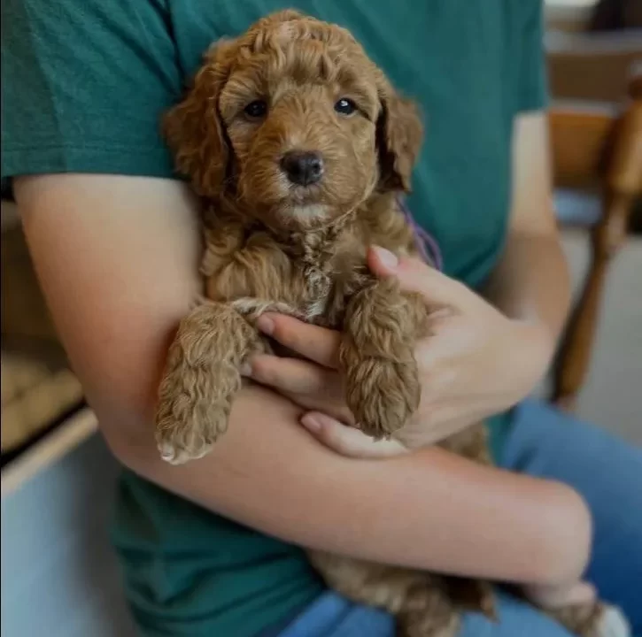 Safkan Malti̇poo Yavrulari