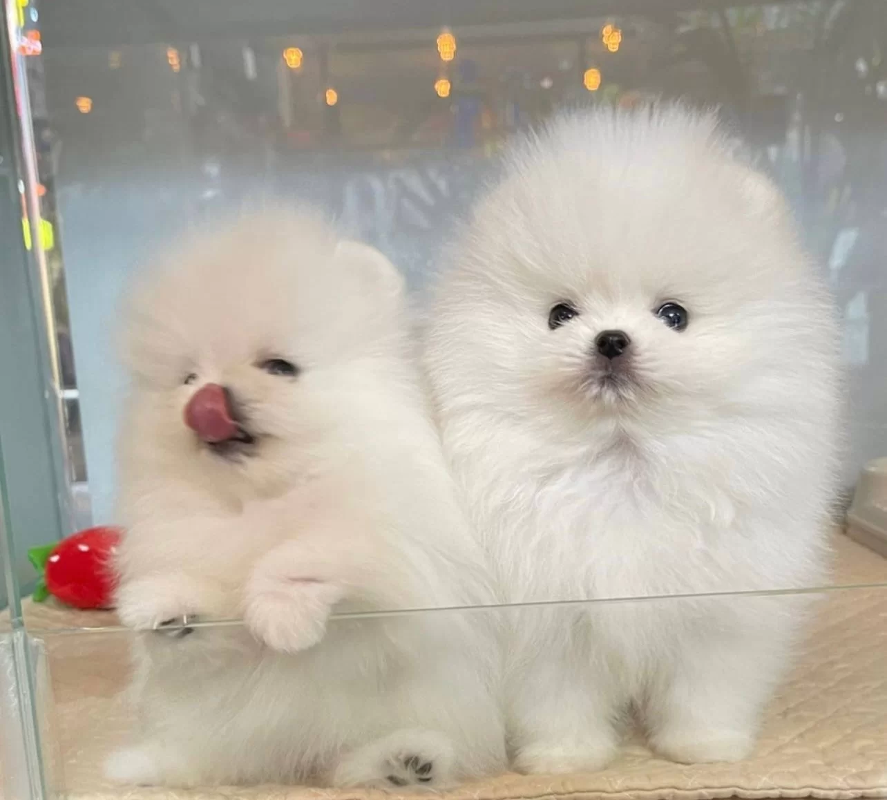 Pomeranian Boo Teddy Bear Yavrularımız