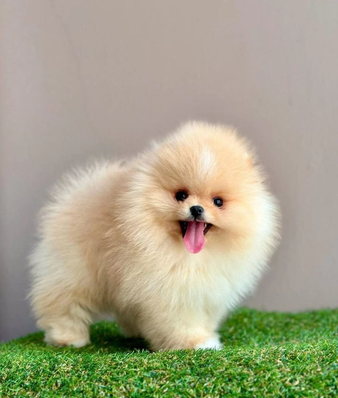 Pomeranian Boo Teddy Bear Yavrular Safkan Ruhsatlı Çiftlik
