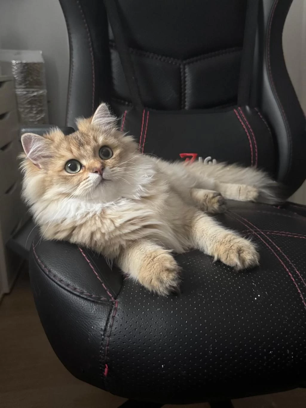 Erkek Şecereli Yavru British Longhair