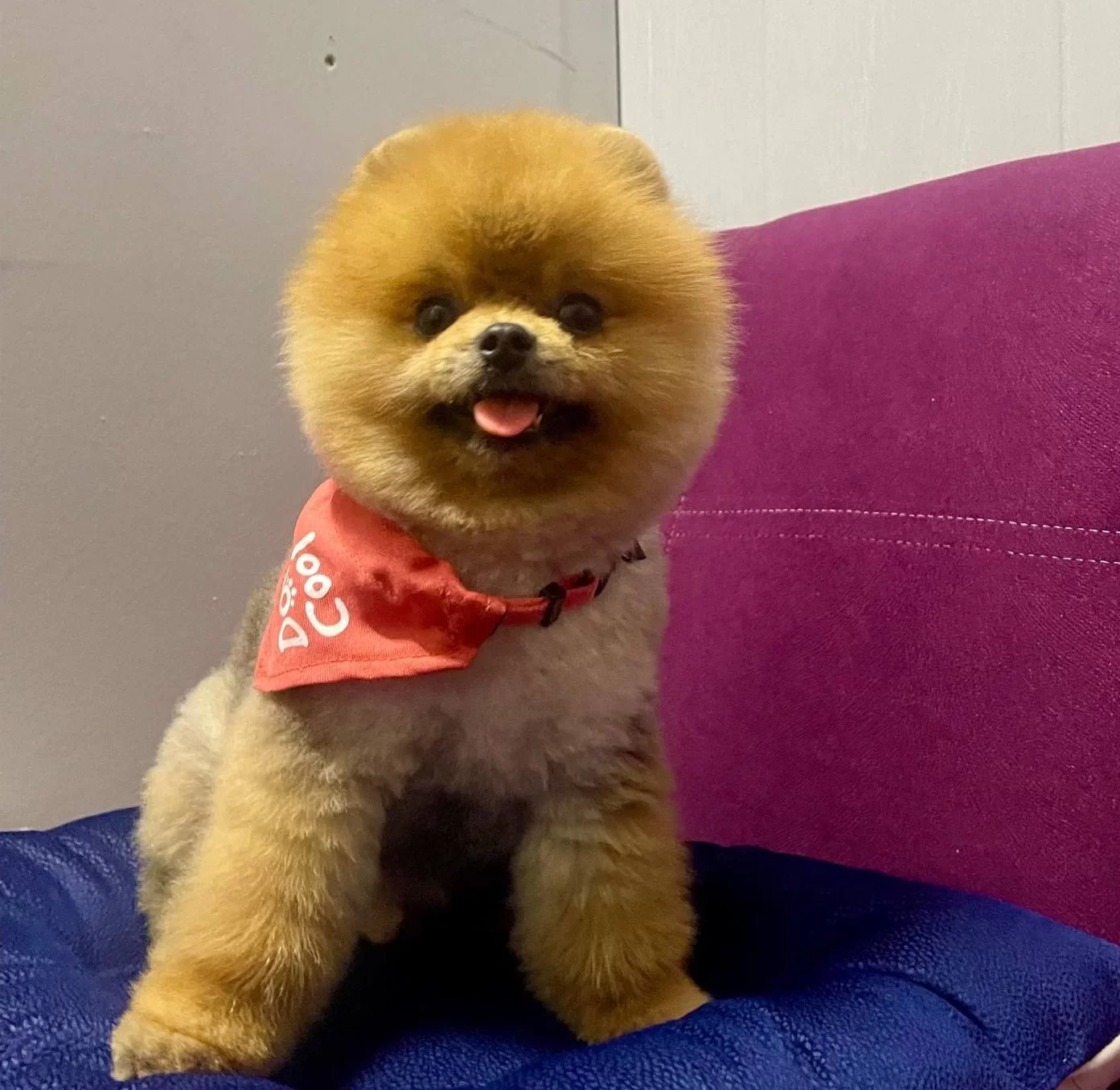 Pomeranian Boo Teddy Bear Ayı Surat Yetişkinler