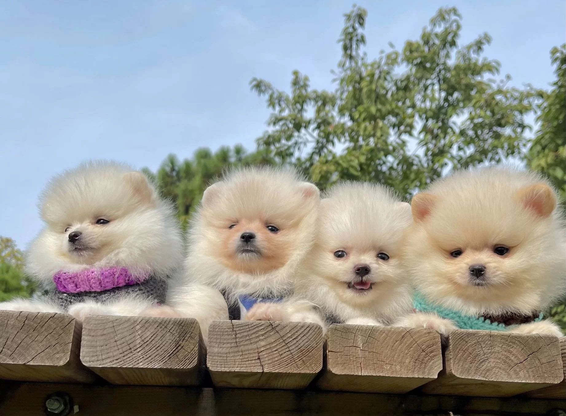 Pomeranian Boo Mini Ayicik Surat Yavrularımız