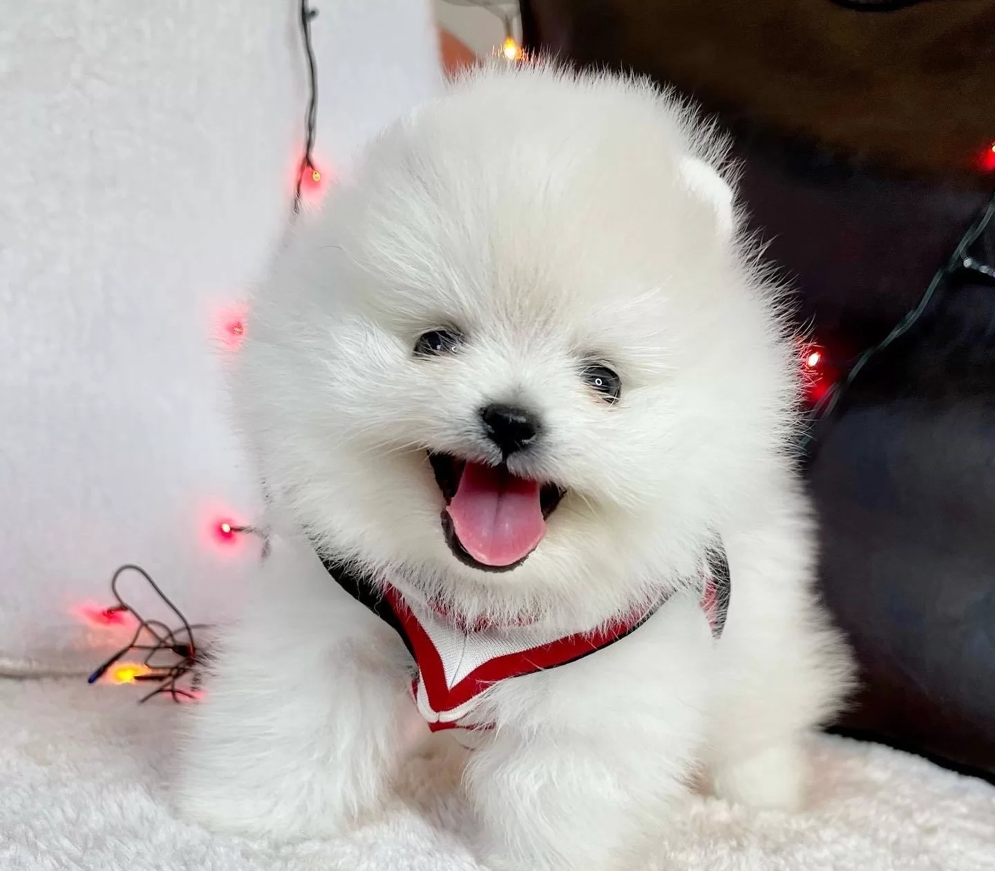 Pomeranian Boo Teddy Bear Ayiciklar