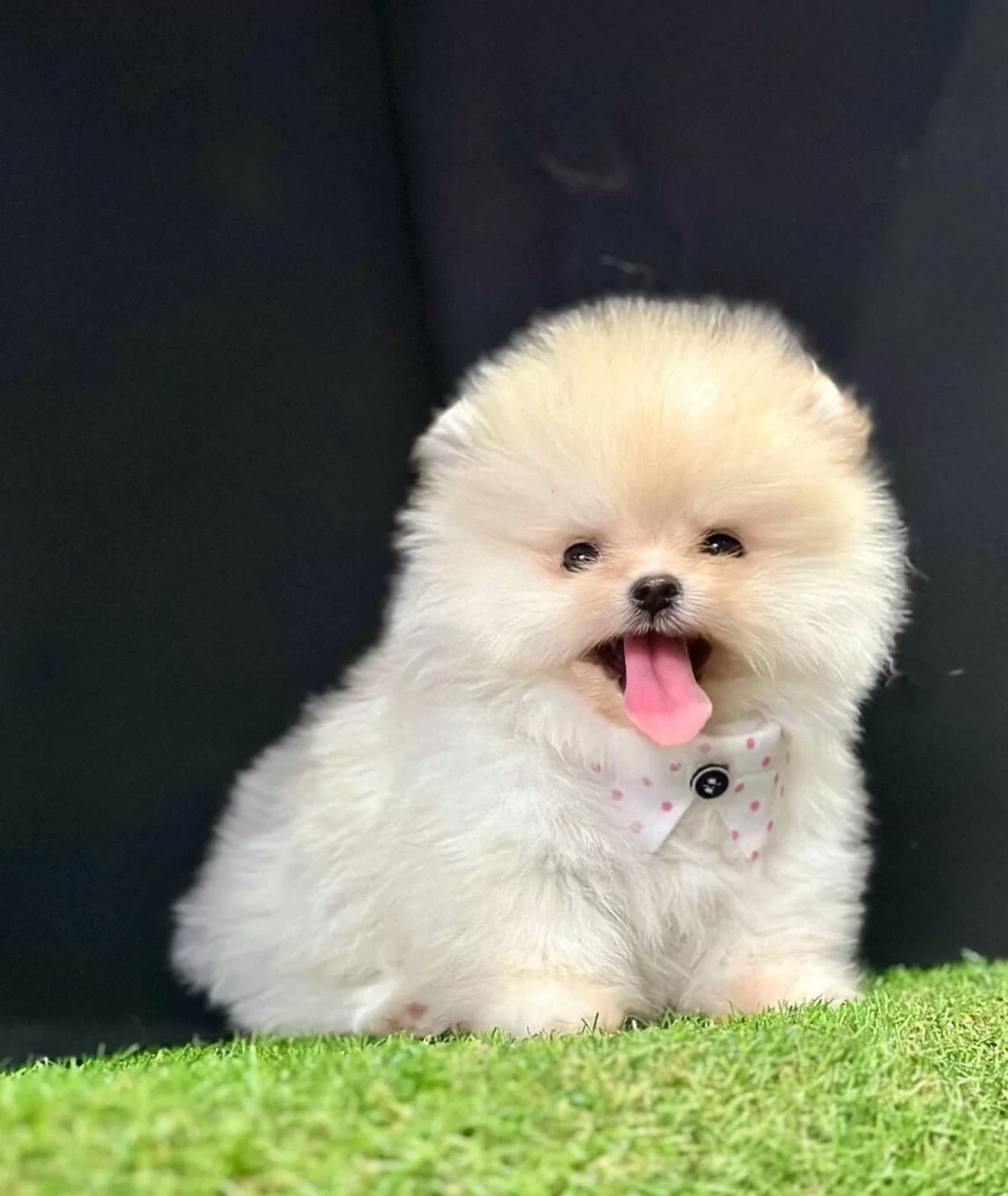 Pomeranian Boo Teddy Bear Safkan Yavrularımız