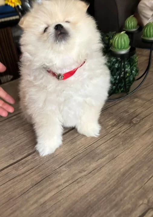 Saf Kan Pomeranian