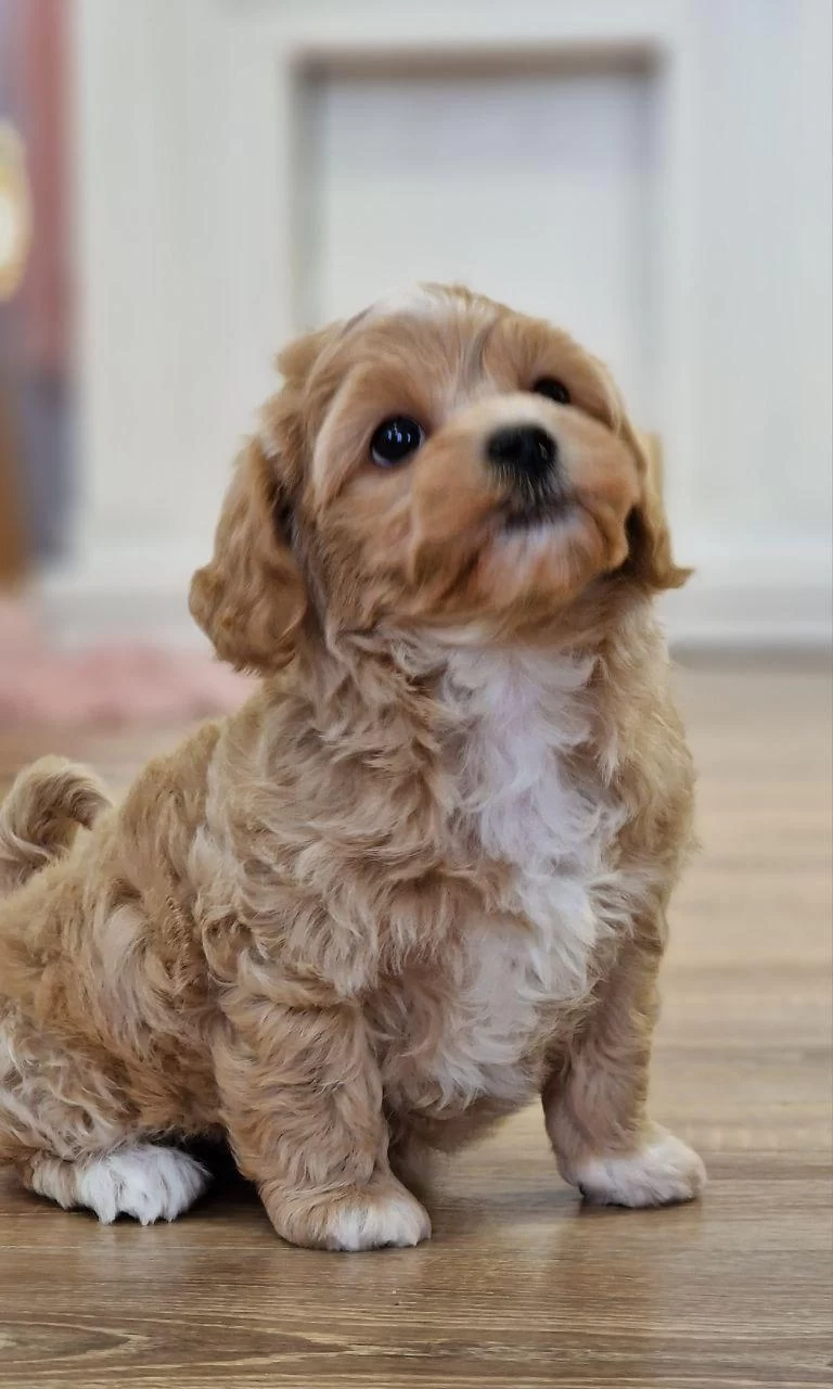 Maltipoo Bebeklerimiz