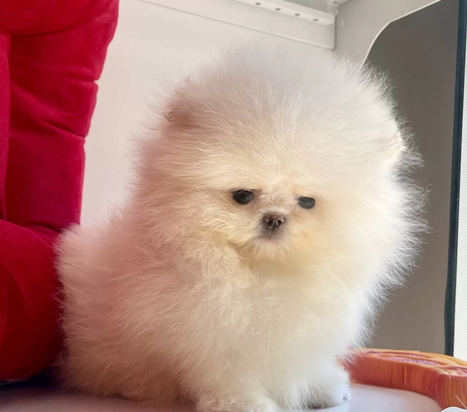 Pomeranian Boo Ayı Surat Show Kalite Yavrularımız