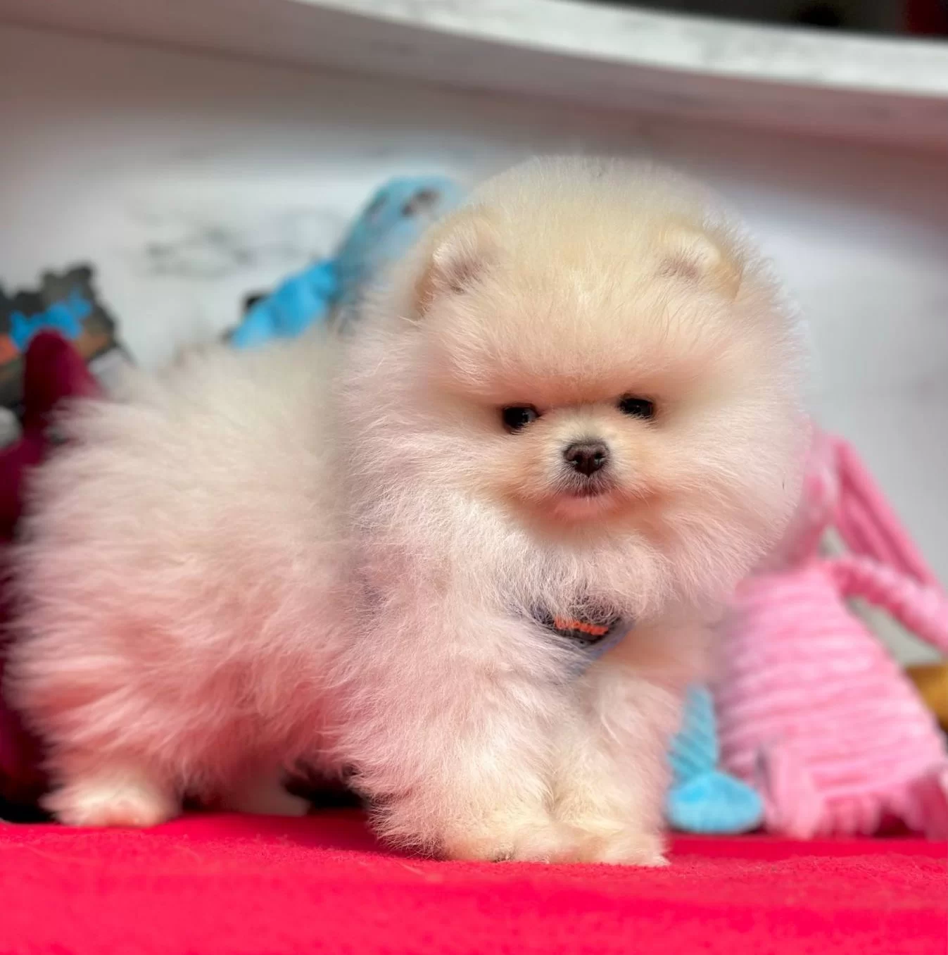 Boo Pomeranian Ayicik Surat Yavrular