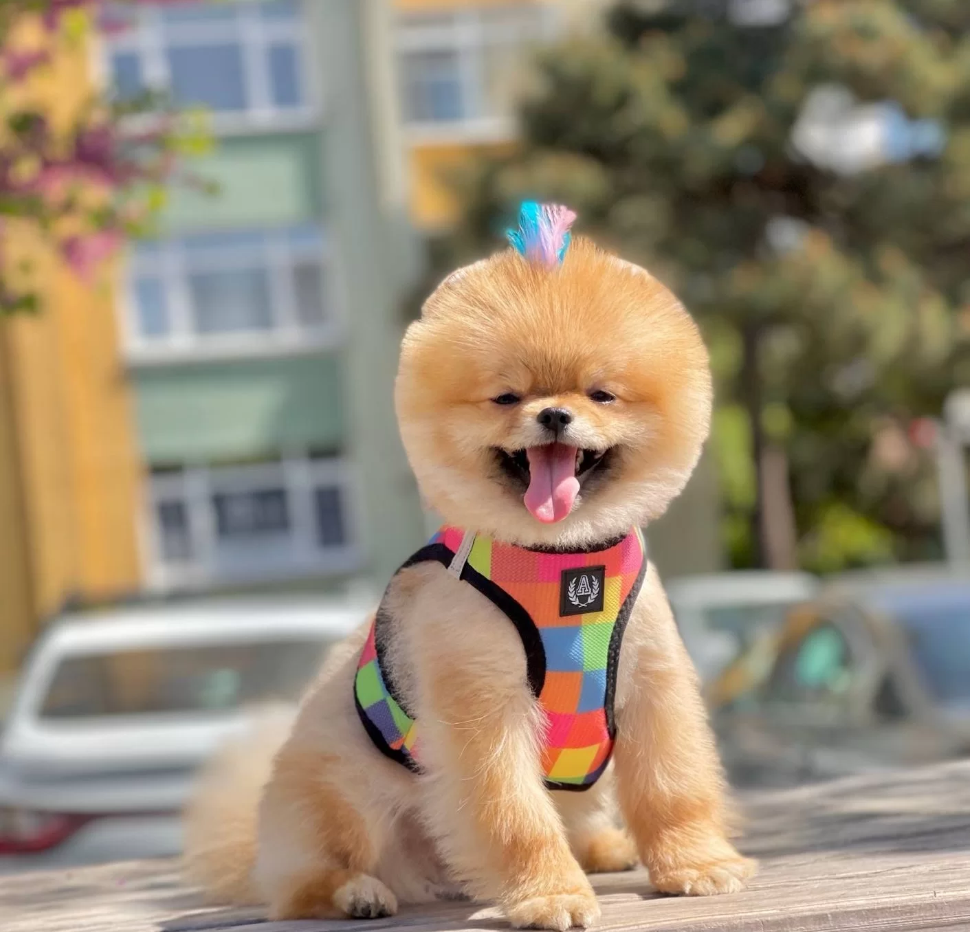 Pomeranian Boo Sampiyon Babanın Bebek Suratlı Oğlu Oscar