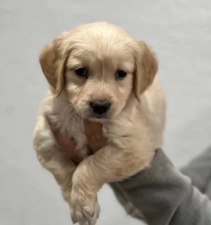 Safkan Golden Retriever Yavrularımız