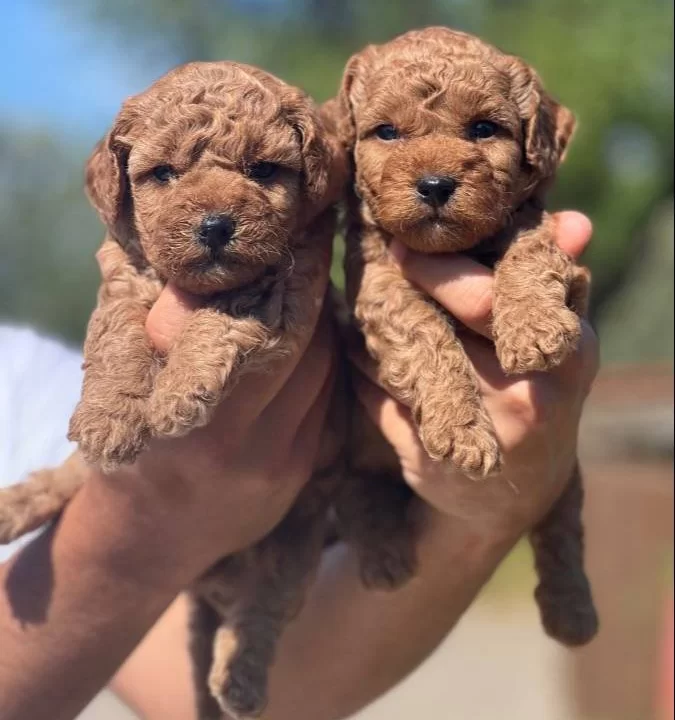 Orijinal Toy Poodle Yavrularımız