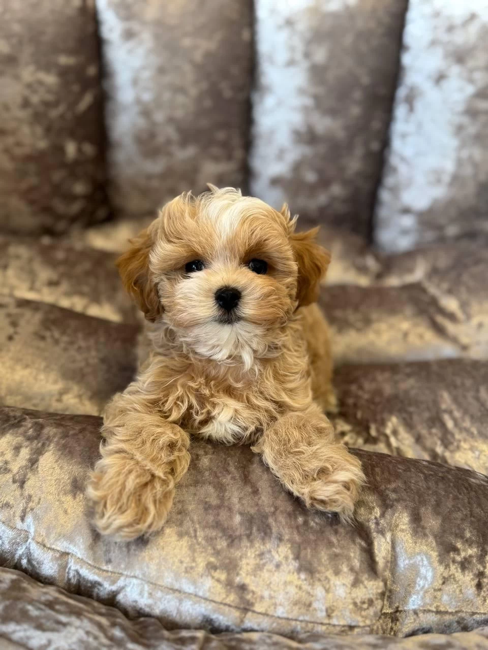 Korean Maltipoo Köpeğimiz