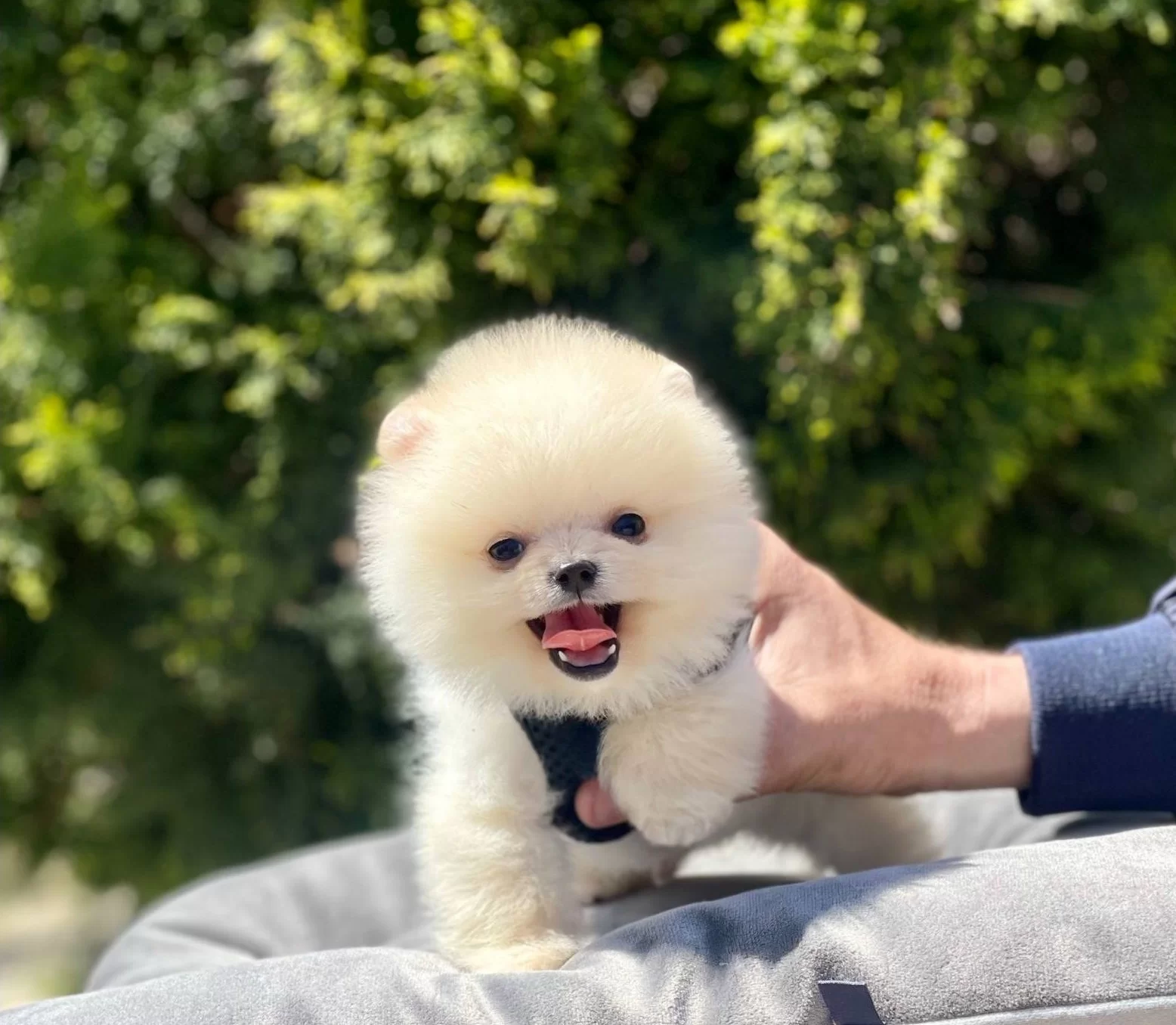 Pomeranian Boo Ayı Surat Gülen Surat Yavrularımız