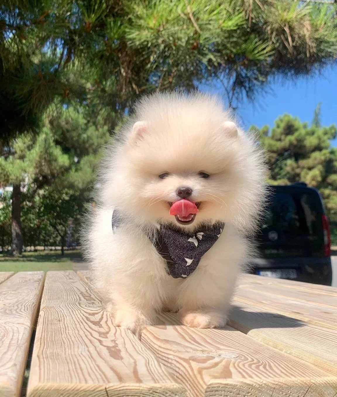 Pomeranian Boo Teddy Bear Ayı Surat Yavrularımız