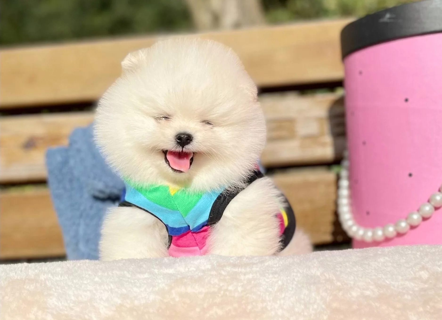 Pomeranian Boo Ayicik Suratlı Boo Tip Yavrularımız