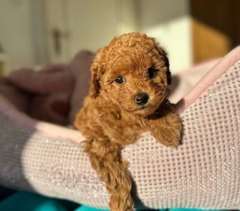 Toy Poodle Yavrularimiz Yeni̇ Yuvasini Bekli̇yor