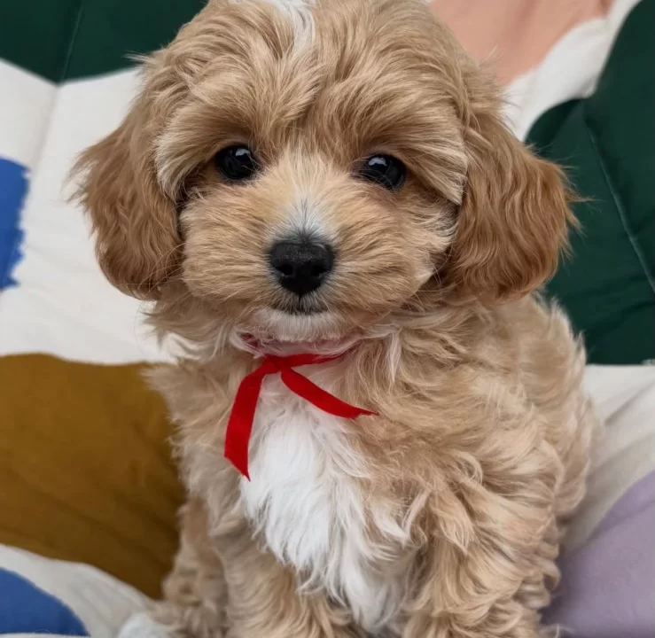 Kokoş Malti Poo Yavrularimiz