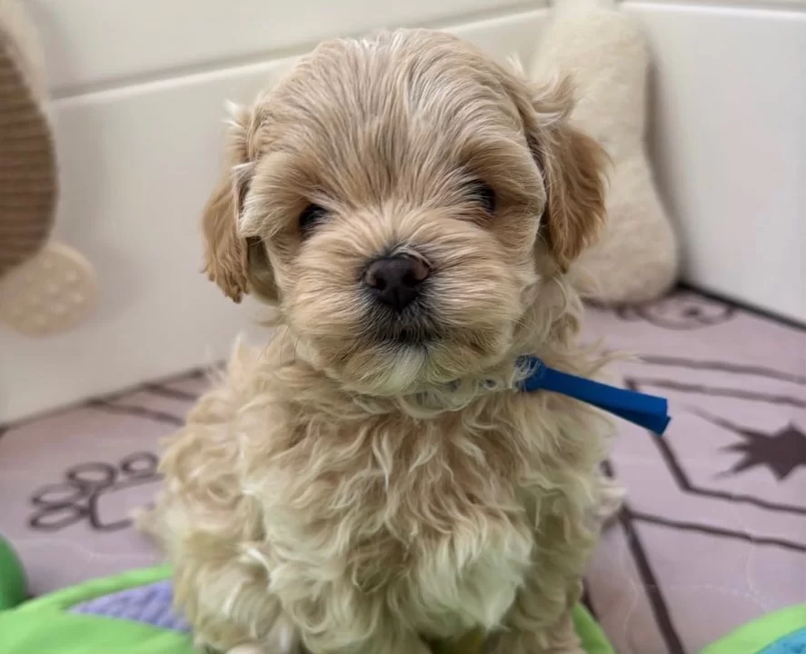 Muhteşem Kore Malti Poo Yavrular