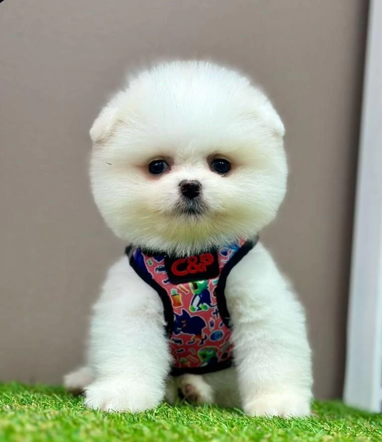Safkan Pomeranian Boo Yavrularımız