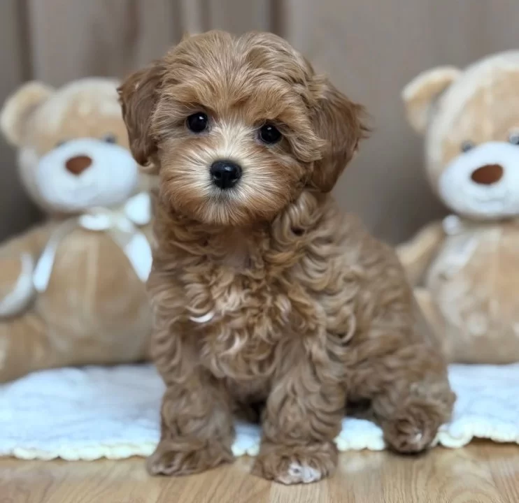 Portakal Rengi̇ Malti̇poo Yavrular