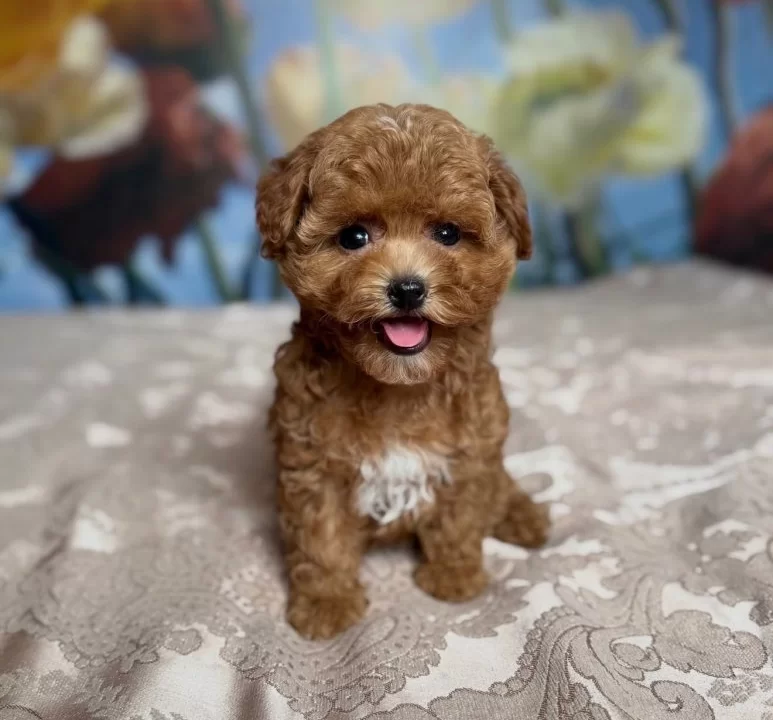 Parti Color Toy Poodle Yavrular