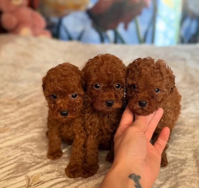 Irk Garanti Li Toy Poodle Bebekler