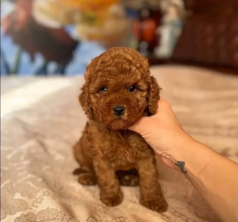 Baby Face Toy Poodle Yavrular