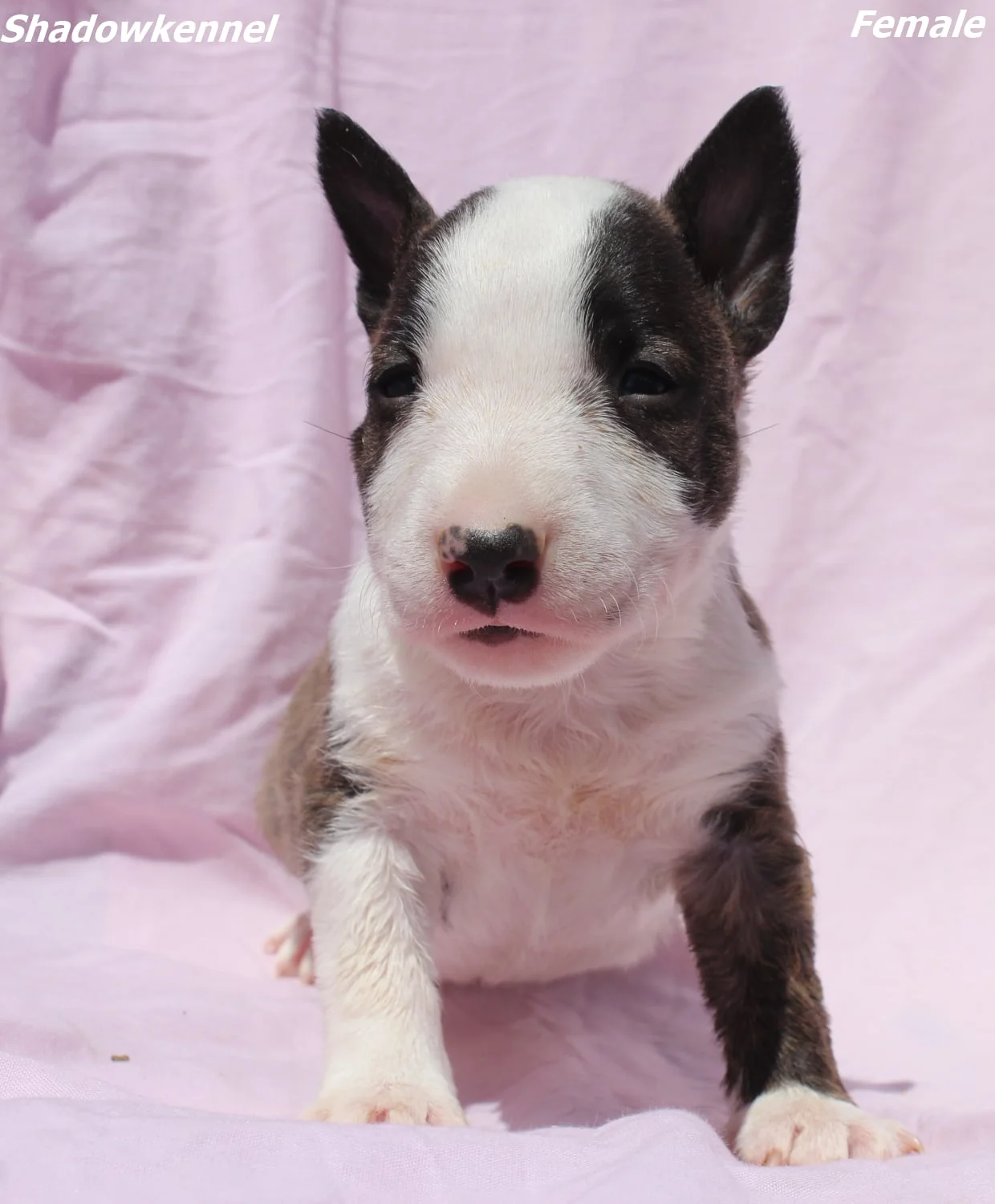 Mini Bull Terrier – Yavrular