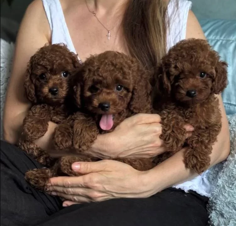 Safkan Bi̇blo Toy Poodle Yavrular
