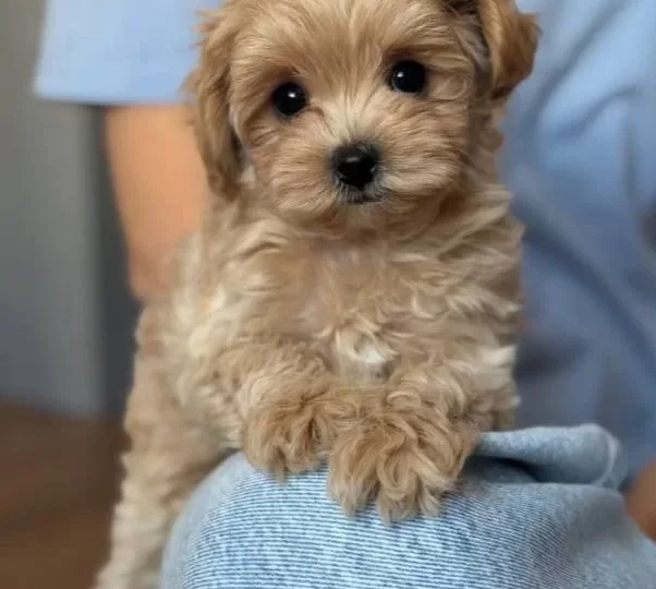Kore Yüz Hatli Malti̇poo Yavrular