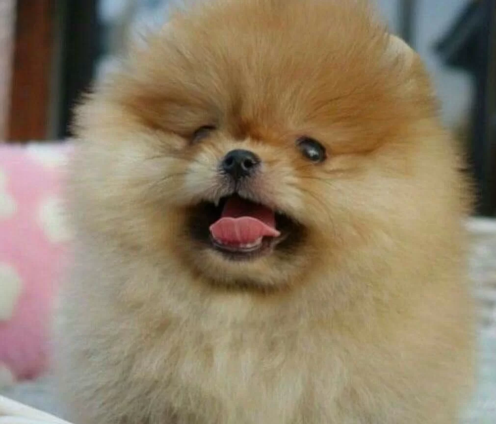 Teddy Bear Boo Pomerani̇an Garanti̇li̇