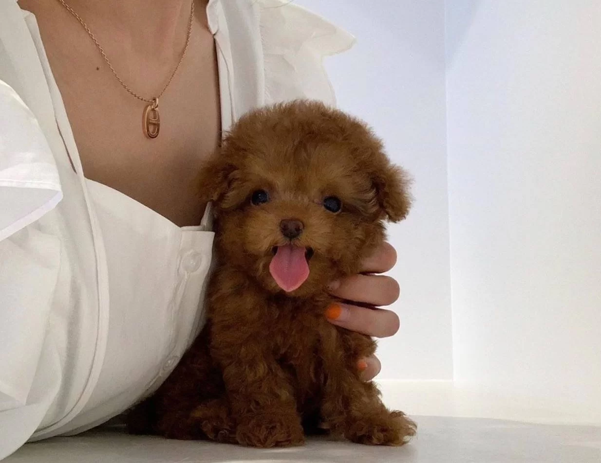 Toy Poodle Red Brown Mini Yavrularimiz