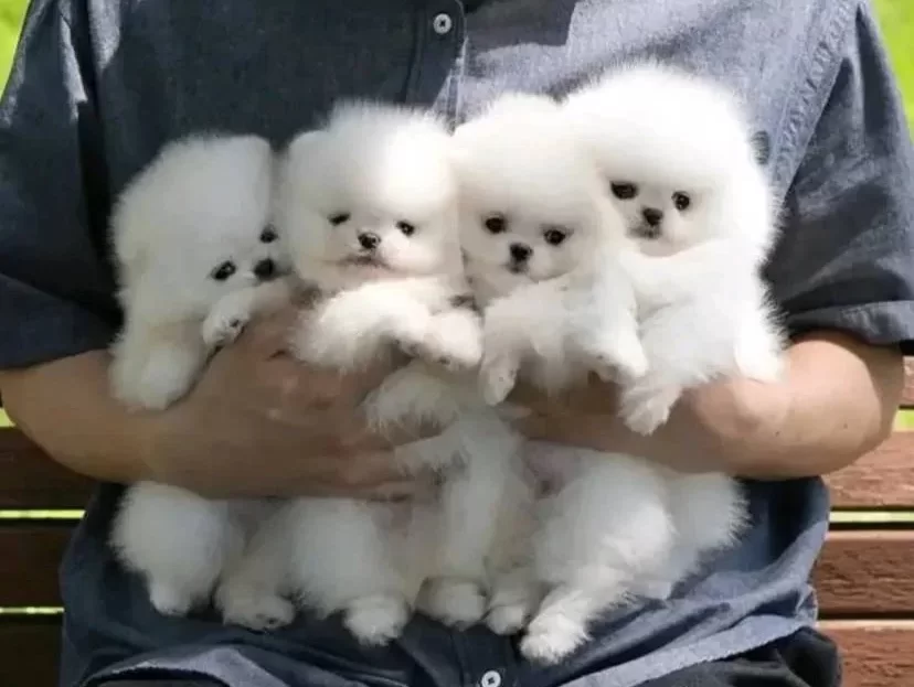 Luvpaw Dan Tedy Bear Karbeyaz Pomeranian Boo Yavrularımız