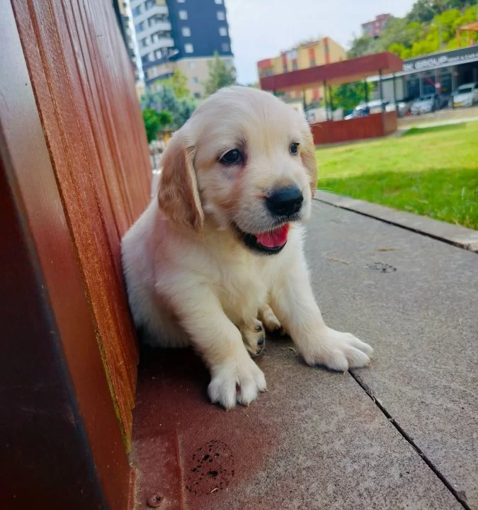 Golden Retriever Yavruları